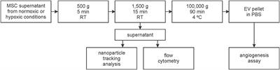 Hypoxia Conditioned Mesenchymal Stem Cell-Derived Extracellular Vesicles Induce Increased Vascular Tube Formation in vitro